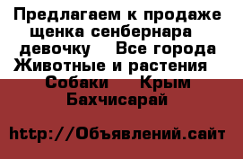 Предлагаем к продаже щенка сенбернара - девочку. - Все города Животные и растения » Собаки   . Крым,Бахчисарай